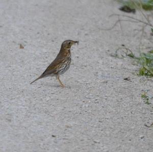 Song Thrush