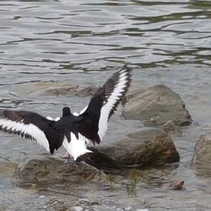 Eurasian Oystercatcher