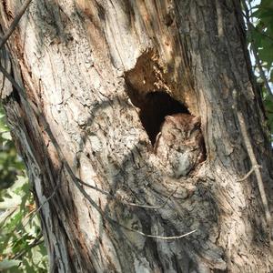 Eastern Screech-owl