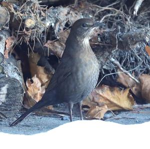 Eurasian Blackbird