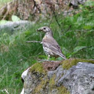 Song Thrush