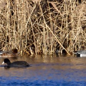 Eurasian Wigeon