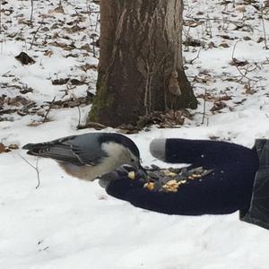 White-breasted Nuthatch