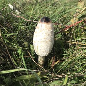 Shaggy Mane