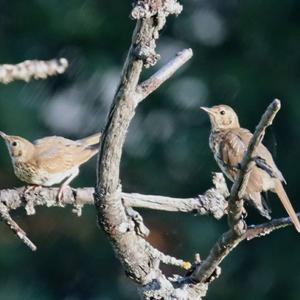 Mistle Thrush