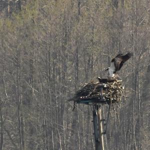 Osprey