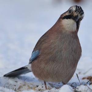 Eurasian Jay