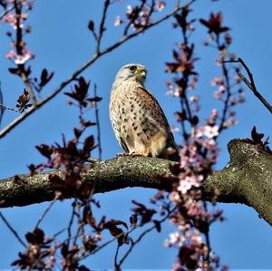 Common Kestrel