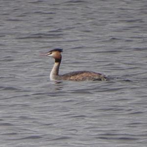 Great Crested Grebe