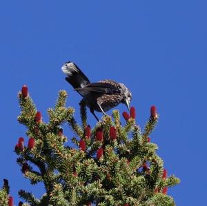 Spotted Nutcracker