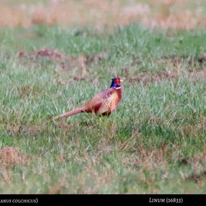 Common Pheasant