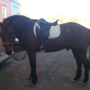 Tennessee Walking Horse