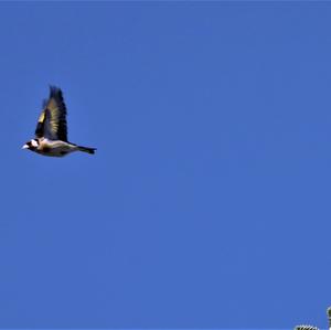 European Goldfinch