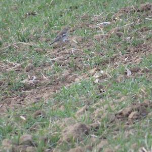 Eurasian Chaffinch