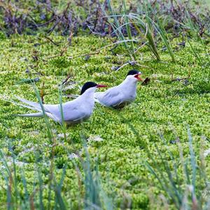 Arctic Tern