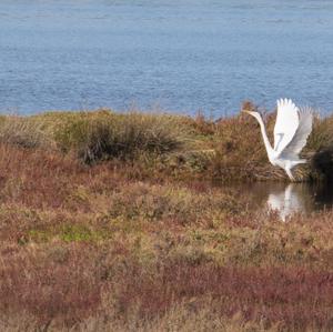 Great Egret