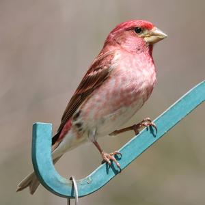 Purple Finch