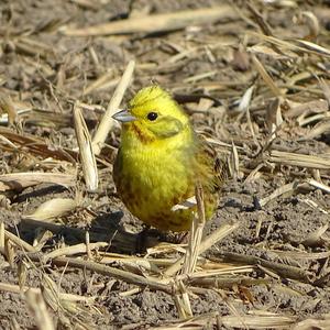 Eurasian Siskin