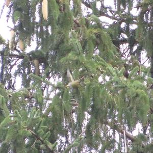 Eurasian Siskin