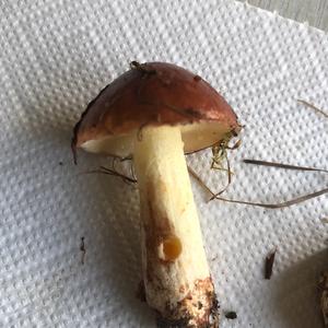 Dotted-stalk Bolete