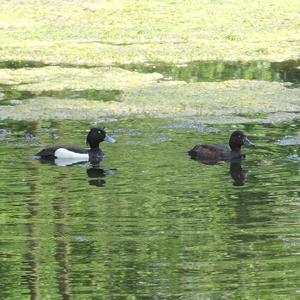 Tufted Duck