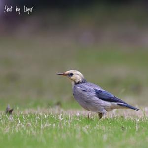 Red-billed Starling