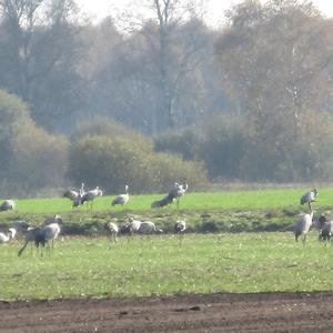 Common Crane