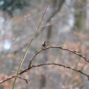 Winter Wren