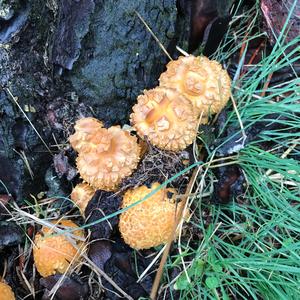 Scaly Pholiota