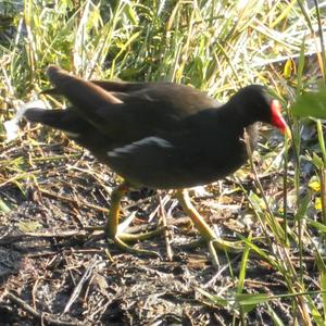 Common Moorhen