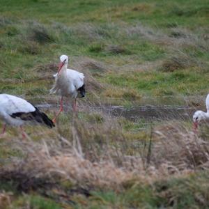 White Stork