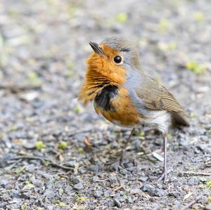 European Robin