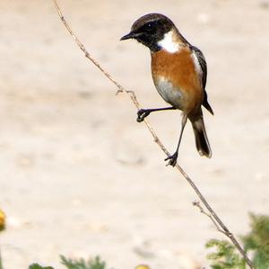 Common Stonechat