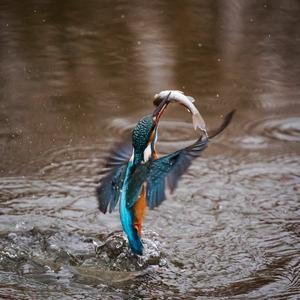 Common Kingfisher