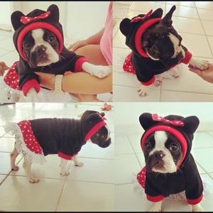 French Bulldog