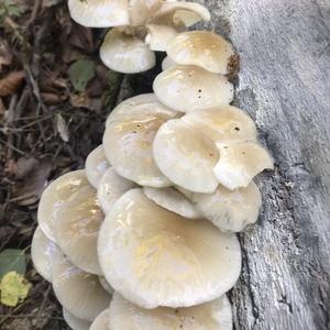 Porcelain Fungus