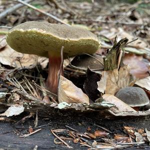 Red-cracked Bolete