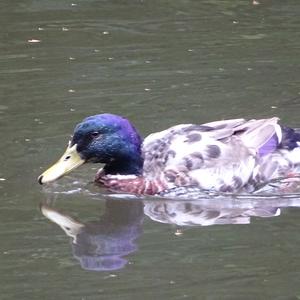 Mallard