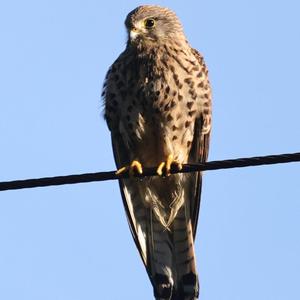 Common Kestrel