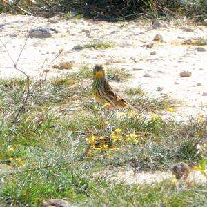 European Serin