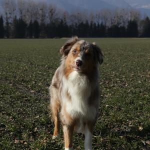 Australian Shepherd