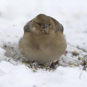 Eurasian Chaffinch