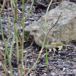 European Greenfinch