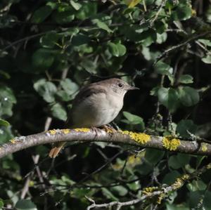 Common Nightingale