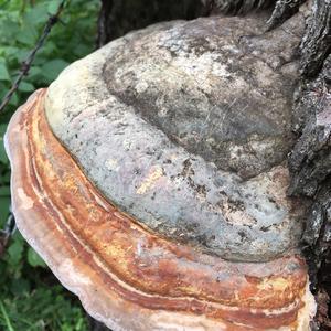 Red-belted Polypore