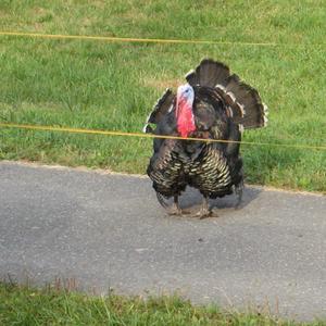 Wild Turkey