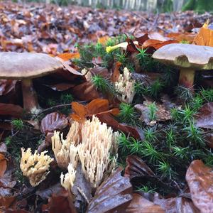 Red-cracked Bolete