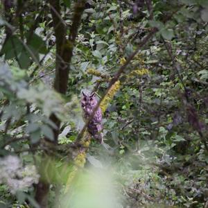 Long-eared Owl