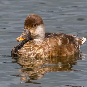 Red-crested Pochard