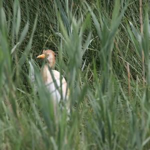 Cattle Egret